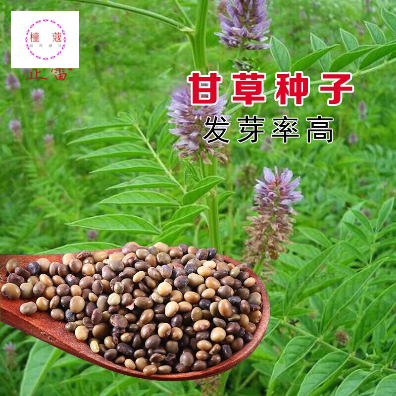 甘草种子 纯新材种苗新疆红皮甘草种苗四季种植 草甜根种籽 100粒 肥