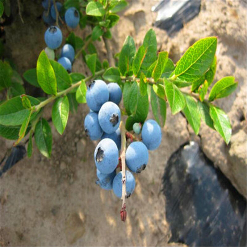 欧悟 当年结果蓝莓苗 蓝莓树苗 盆栽地栽蓝莓树 南方北方果树苗庭院
