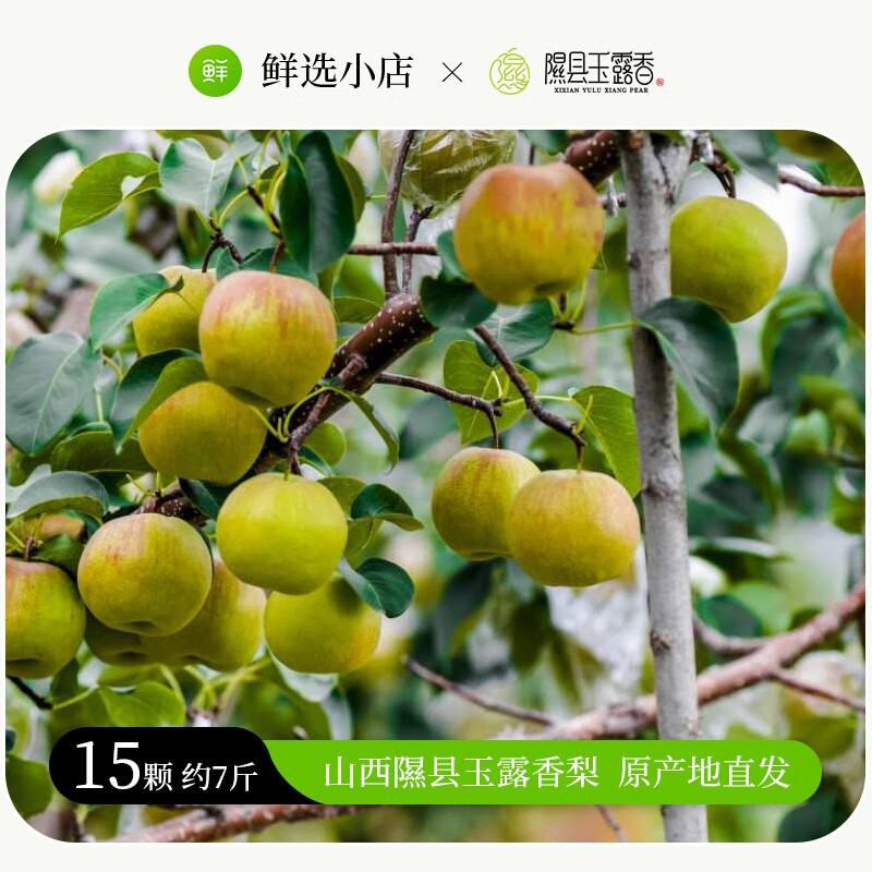 隰县玉露香梨【15颗 约7斤】山西隰县玉露香梨新鲜水果当季梨子中秋