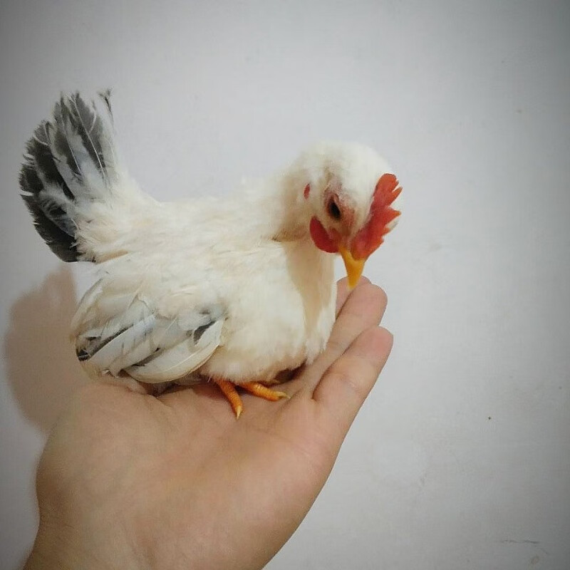 泰国白桂 矮脚鸡 宠物鸡 元宝鸡 小体型观赏鸡 迷你型
