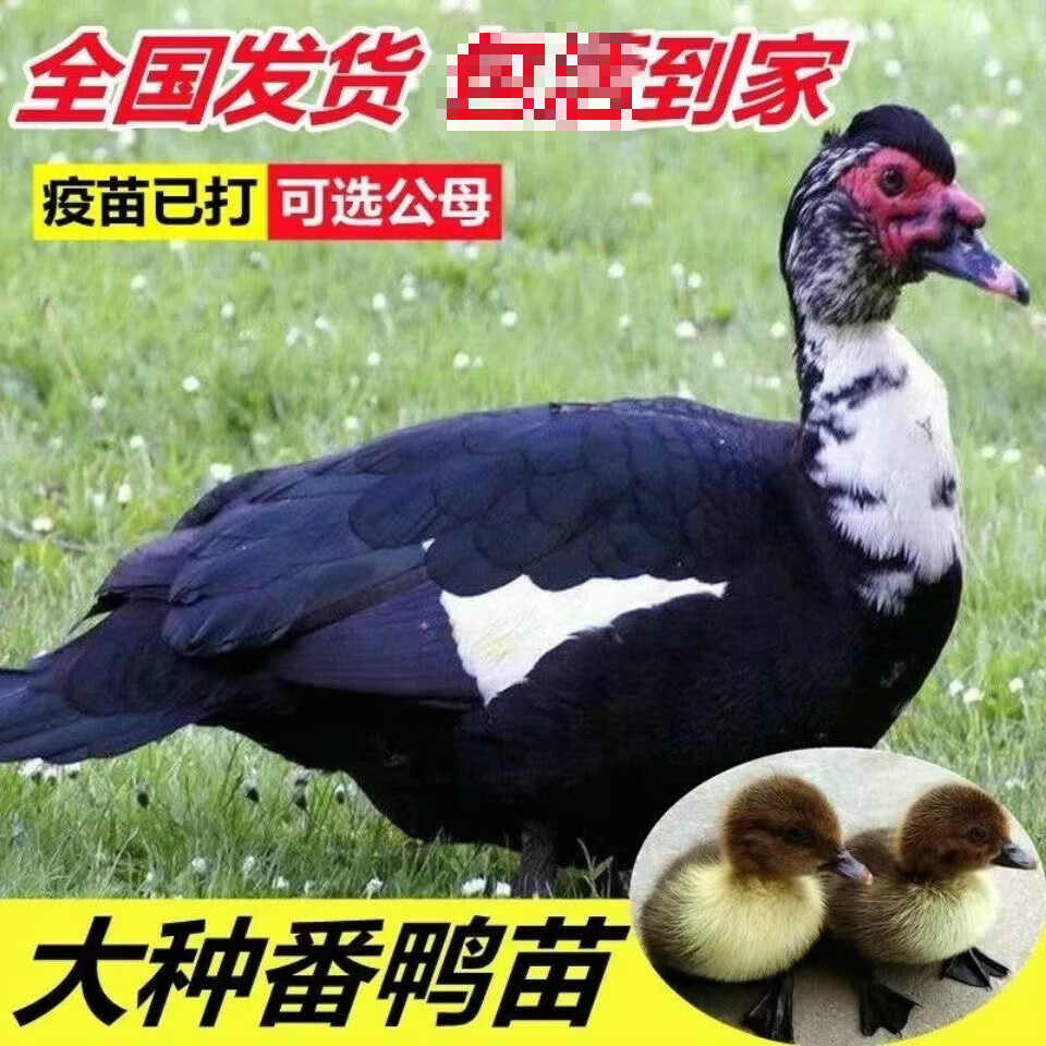 虹弦见番鸭活苗正宗大种黑番鸭苗特大种花番火鸭西洋鸭旱鸭苗活体 单