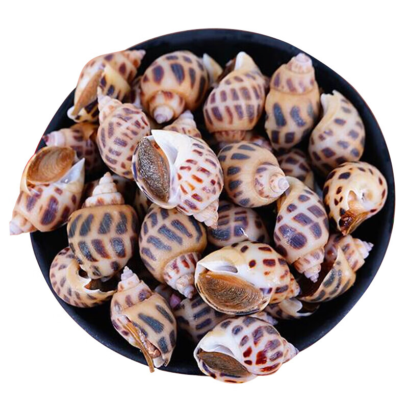 凡今仟味【活鲜】花螺鲜活 750g 东风螺海鲜水产