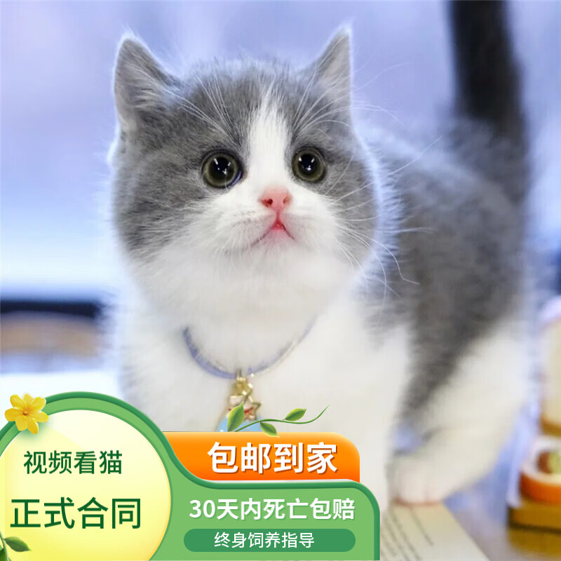 血统纯正英短蓝白曼基康矮脚猫蓝猫乳白三花活体宠物猫幼猫 宠物级 蓝