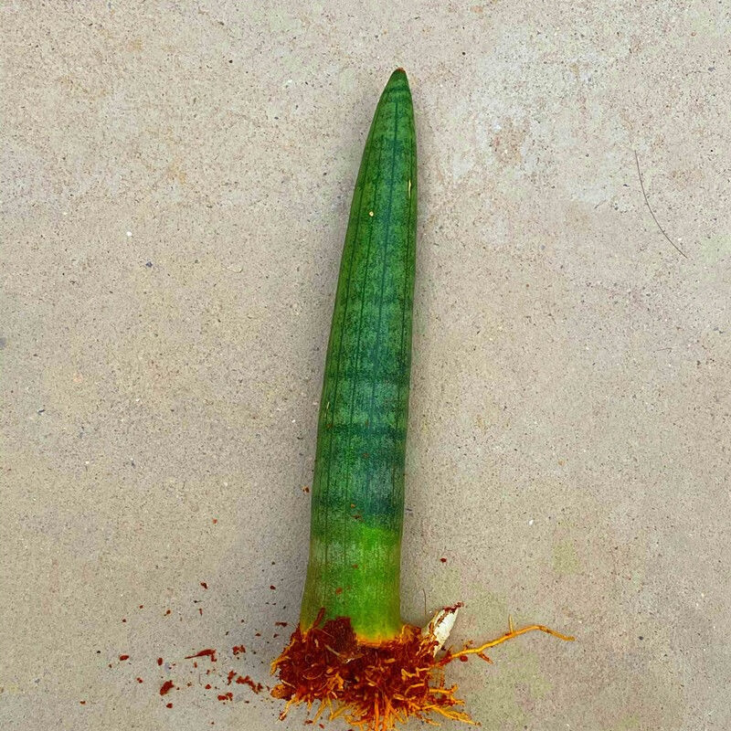 南有竹棒叶虎皮兰室内植物四季绿植盆栽花卉养不死的花卉耐活 擎天柱