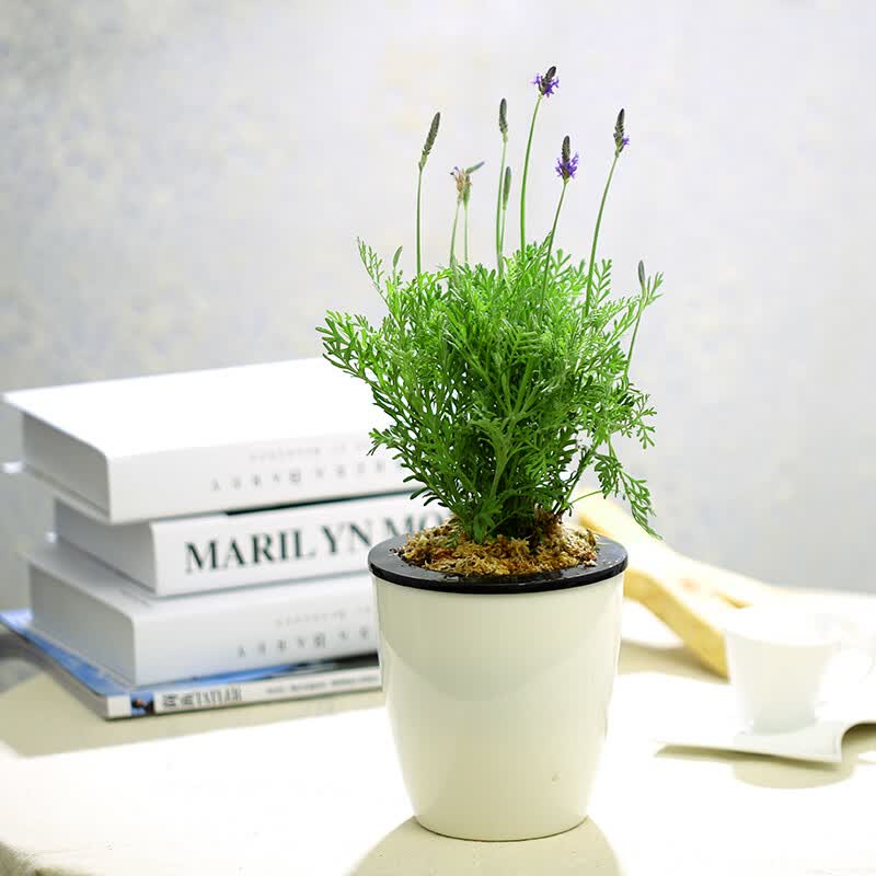 薰衣草盆栽 绿植家庭桌面室内办公室植物阳台 薰衣草 懒人盆