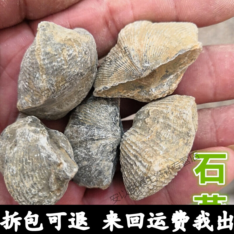 石燕500克 石燕 燕石子 燕子石 水飞石店有磁石 灶心土野外播种速运