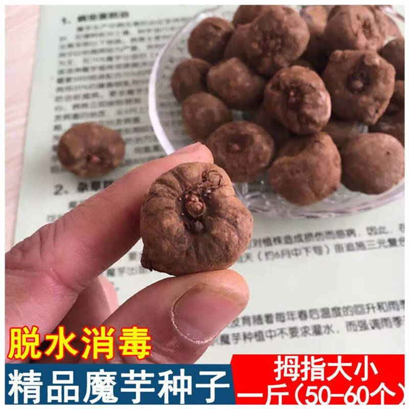 元冬云南高产魔芋种子脱水花魔芋种籽新鲜基地种球优质品种 核桃大小