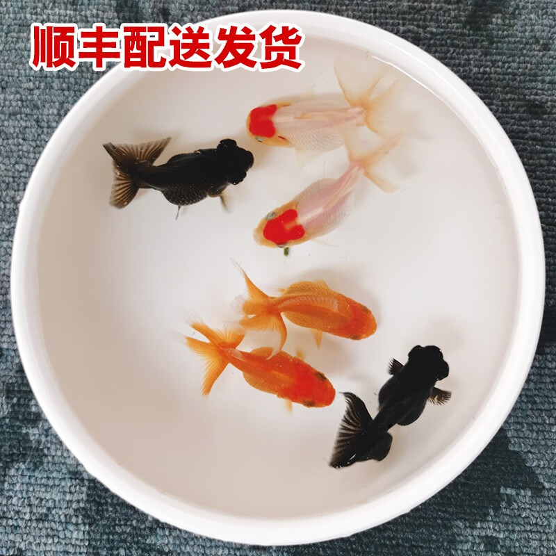 查水族活体历史低价|水族活体价格走势图