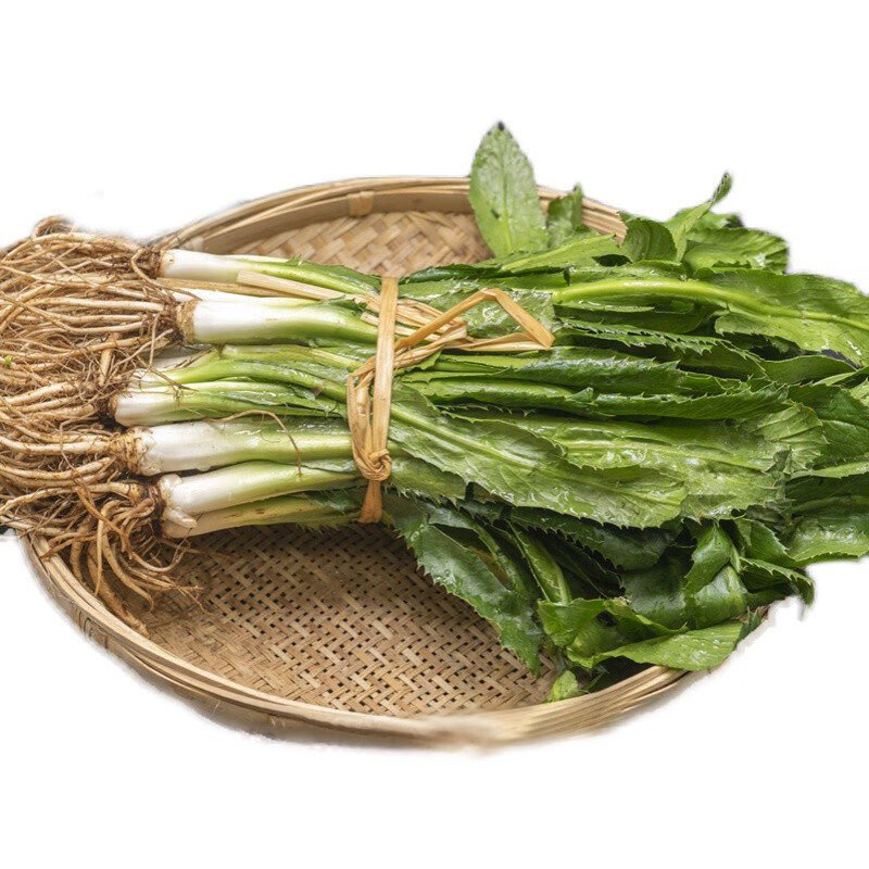 虎钢馋【带根发货】新鲜大芫荽大香菜刺芹刺洋芫荽可种植现挖野生傣味