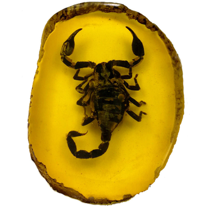 虫珀 相关京东优惠商品 2 价格图片品牌优惠券 虎窝购 虫珀 相关京东优惠商品 2 价格图片品牌优惠券 虎窝购