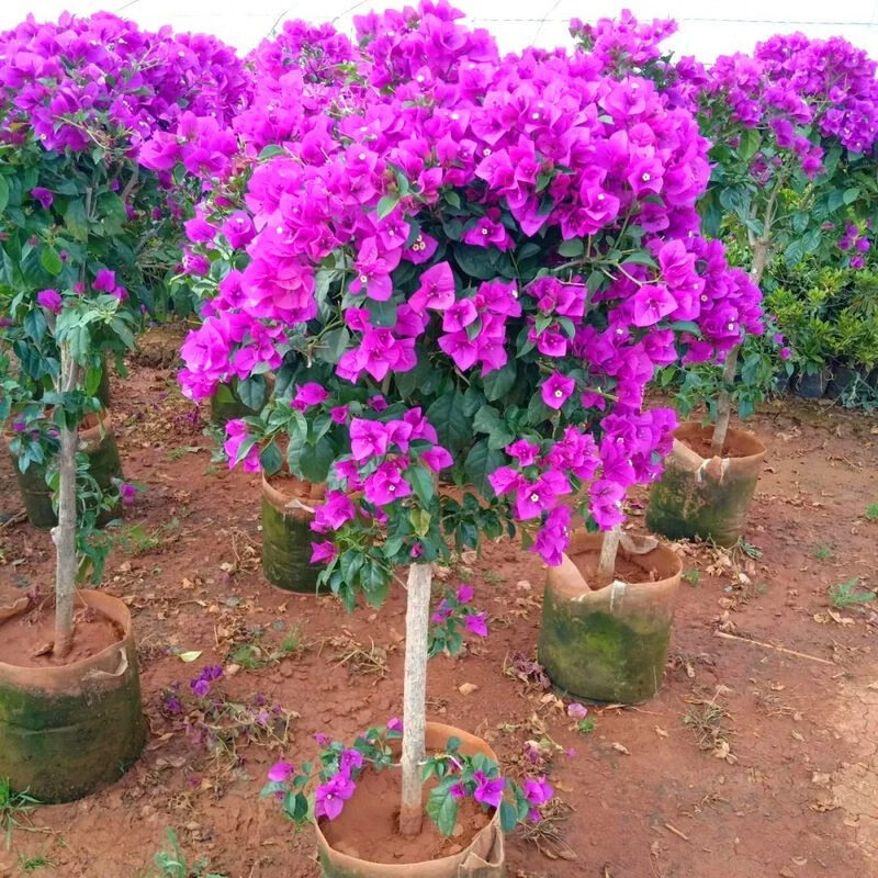 �ֻ�������÷���������ذ�������׮ͥԺ��Ԯֲ���ɫ��̨�����辰 ������ɫ 3���硾֦�ɴ�0.5-1cm��