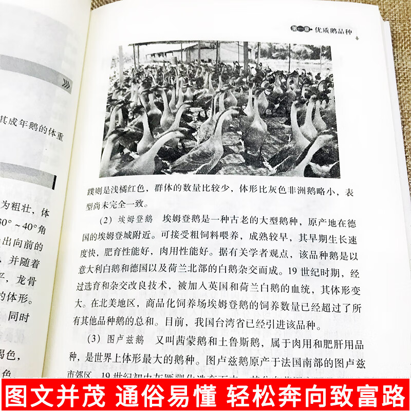 2册高效养鹅新技术鹅养殖饲料配方鸡鸭鹅技