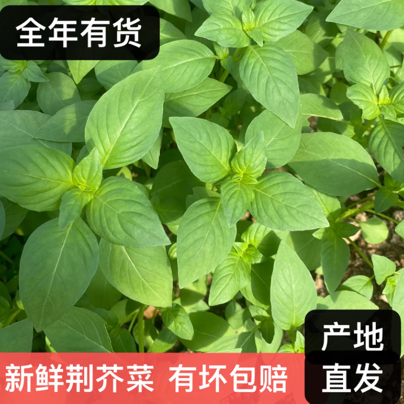 荆芥菜新鲜现摘现发河南荆菜大叶农家自种荆棘菜 带根新鲜荆芥 现摘现发一斤