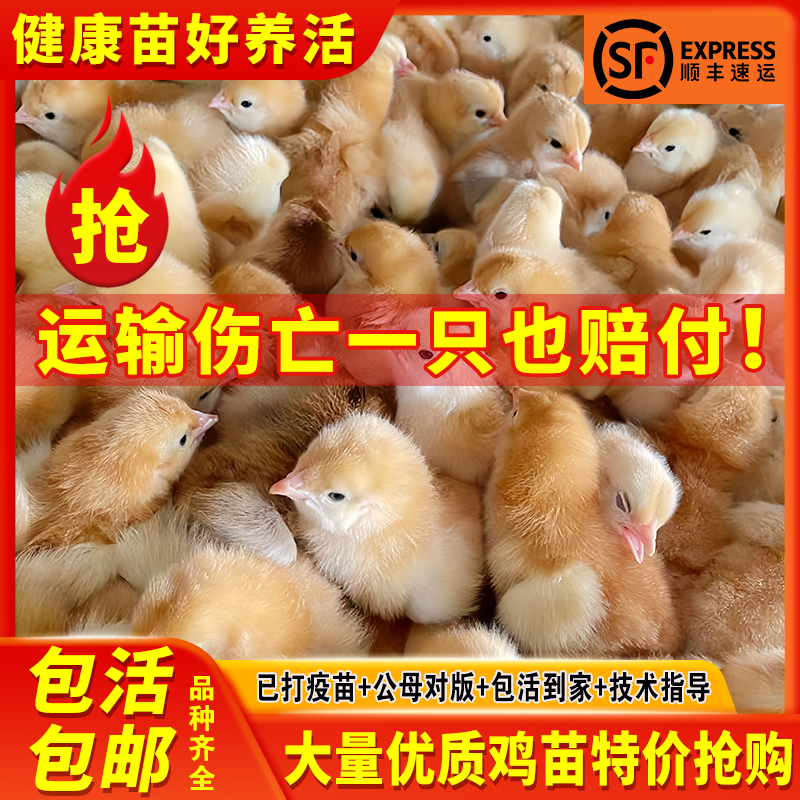 鸡五黑鸡苗活体青脚麻鸡土鸡九斤红鸡幼苗 麻鸡苗【50只装】备注公母