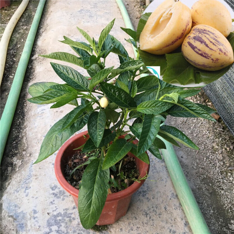 释迦果 当季水果树苗 人参果盆栽 人参果植物人参果苗带花带果室内