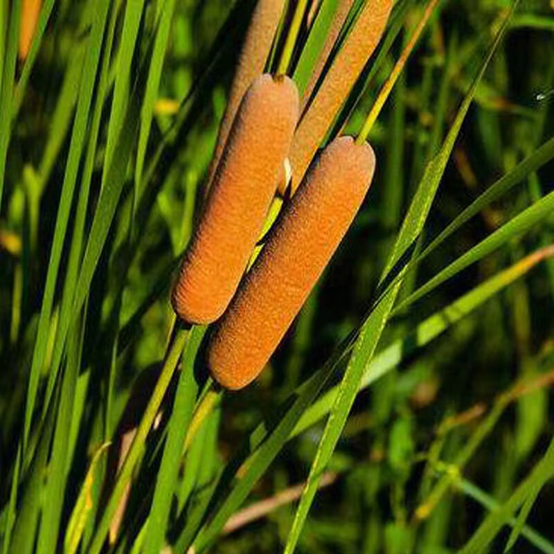 植果缘挺水植物香蒲苗 水烛 蒲草 菖蒲 蒲黄棒池塘湿地公园水生植物