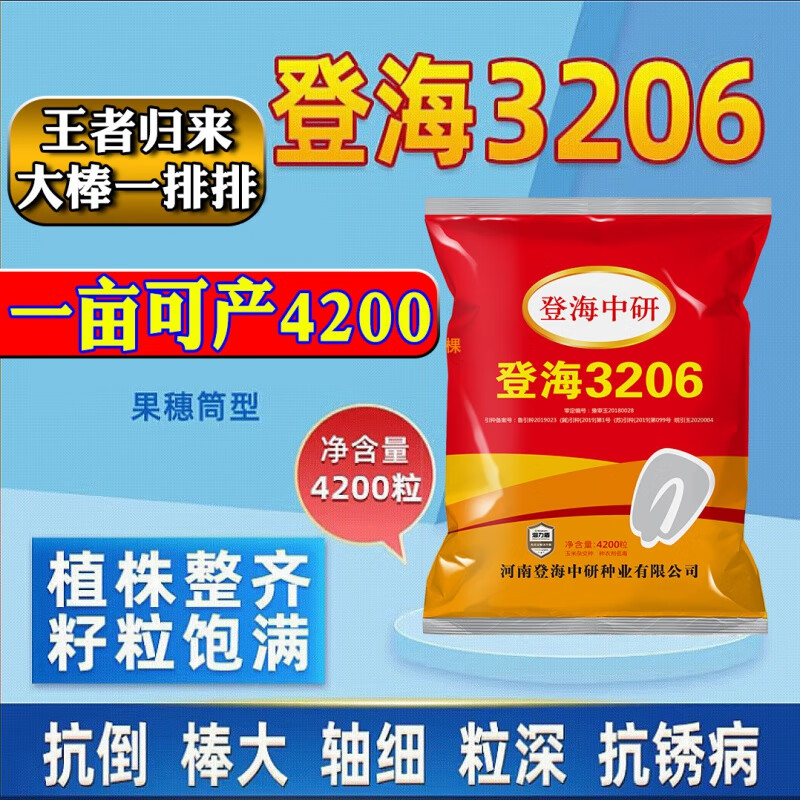 禾之润大棒玉米种子登海玉米种籽矮杆大棒黄淮海登海3206玉米抗虫抗