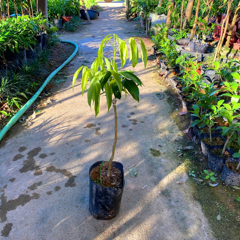 文静花坊  荔枝树苗嫁接桂味荔枝苗妃子笑糯米糍无核荔枝果树苗盆栽