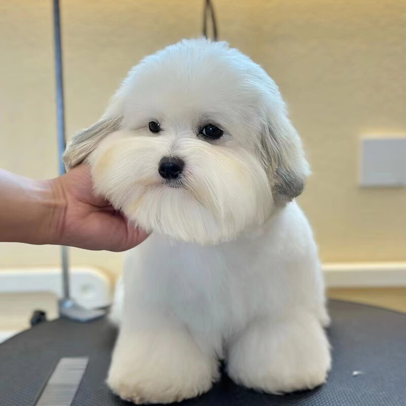 优宠奇派旺狗财猫宠物狗棉花面纱犬棉花纱犬棉花犬狗 宠物级 公