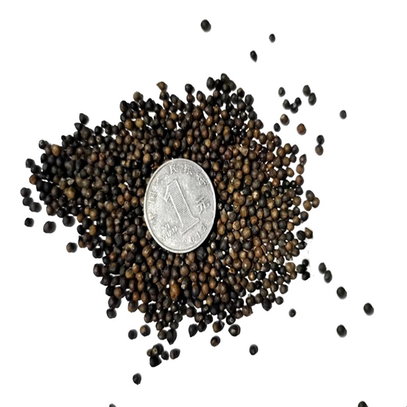 鱼腥草种子 种籽耳根种根种苗新鲜盆栽四季贵州云南四川 种子200粒