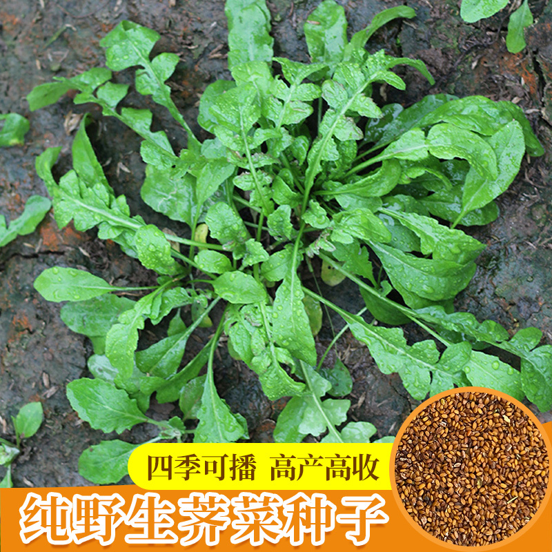 长耕 野生荠菜种籽地菜种子高产野菜种孑秋冬四季农家阳台盆栽蔬菜种