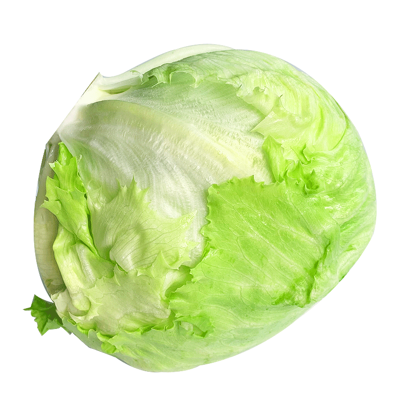 新鲜球生菜 汉堡用圆生菜球型西生菜沙拉色拉食材蔬菜 5斤