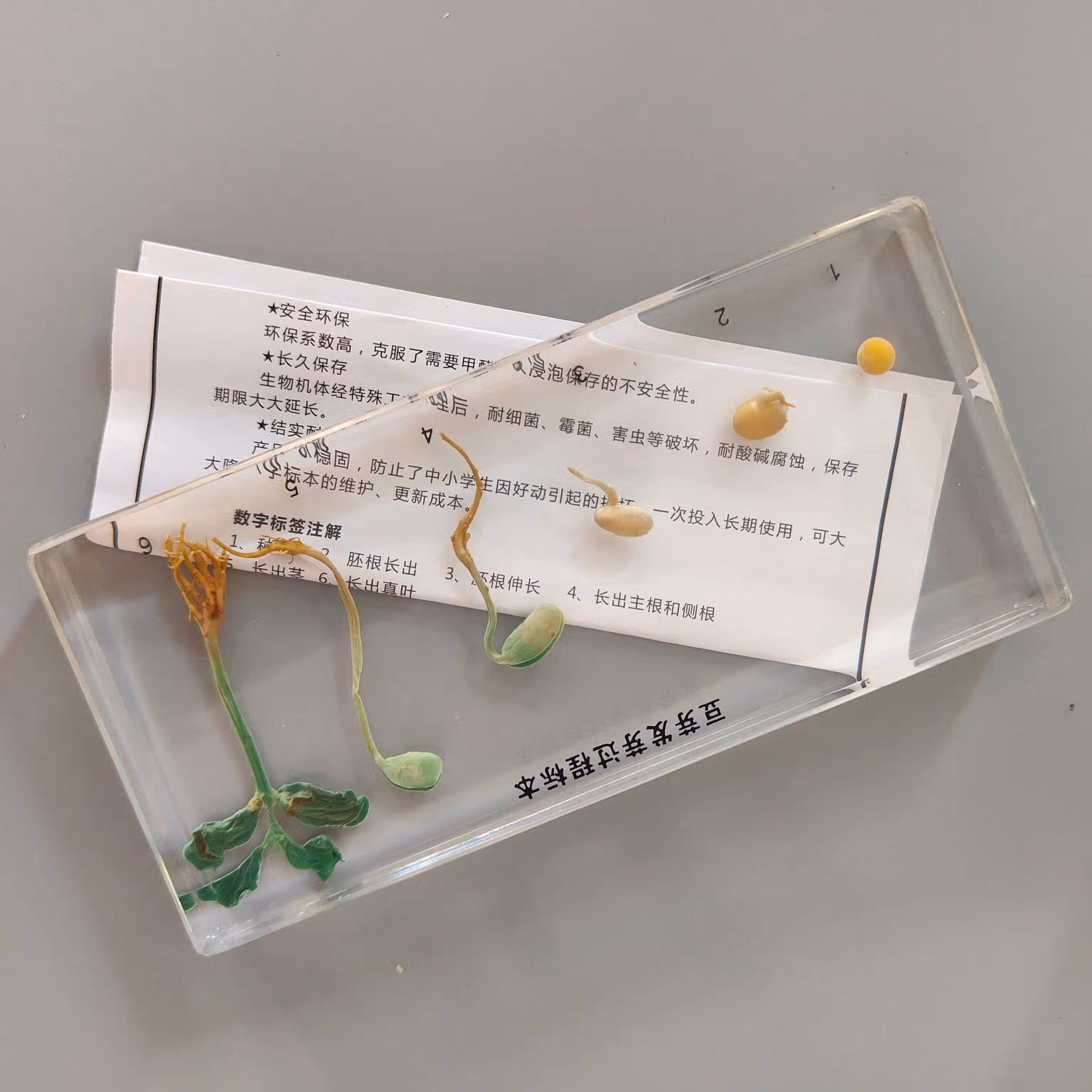 幼儿园小学教学植物发芽生长过程树脂标本大豆水稻小麦高粱玉米 豆子