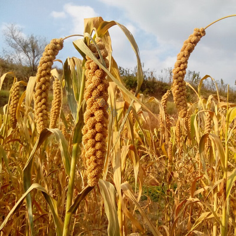谷穗新黄谷子穗带壳小米穗虎皮鹦鹉鸟食物逗仓鼠谷穗