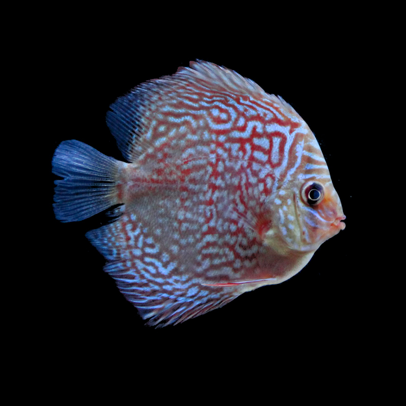 活体宠物热带观赏鱼七彩神仙鱼红格子天子兰红鸽子盖子财神红松活体