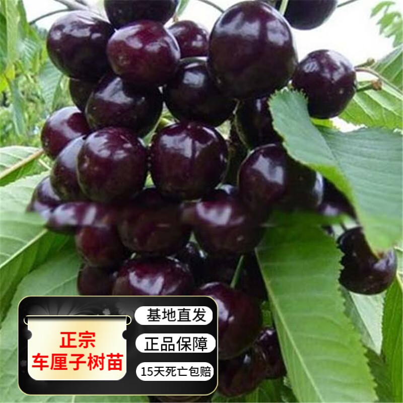 正宗烟台樱桃树苗 当年结果车厘子苗 南方北方种植嫁接果苗庭院阳台盆栽地栽果树苗 黑珍珠带分枝6年苗(当年结果)属于什么档次？