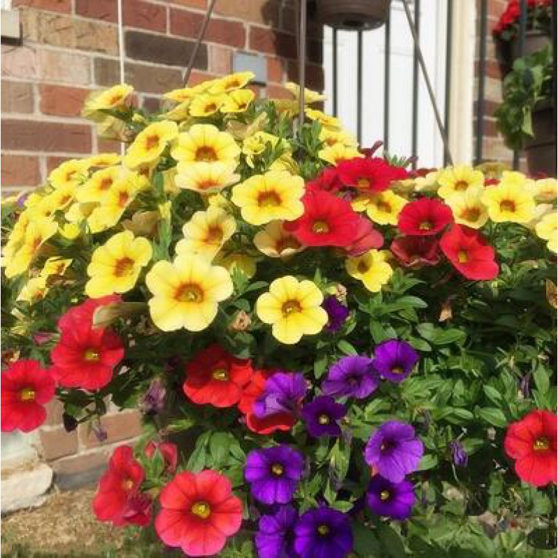 畷园 矮牵牛花籽 四季垂吊重瓣种子 碧冬茄 四季花 室内阳台盆栽易种