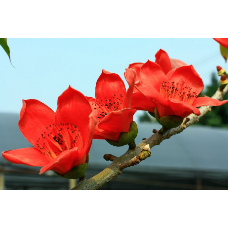 姜芮木棉花/英雄花/木棉花苗 高30厘米左右 30cm(含)-40cm(不含)