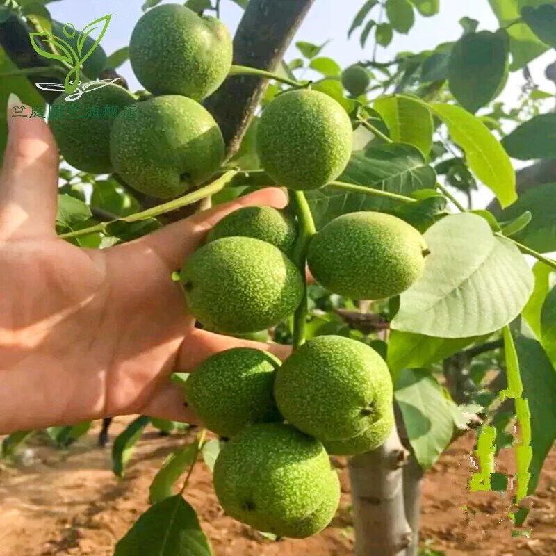 盆栽地栽 南方北方种植 山核桃8518 盆栽地栽 绿波 2年小苗【3颗装】