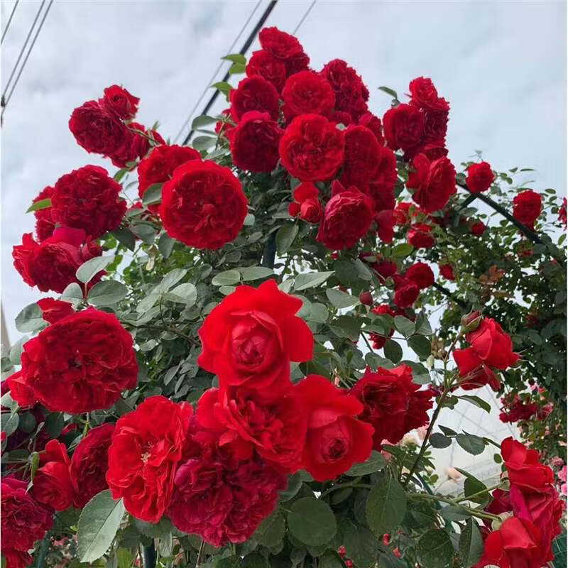 藤本月季庭院别墅攀援植物玫瑰苗浓香四季开花 红色龙沙宝石母系大苗
