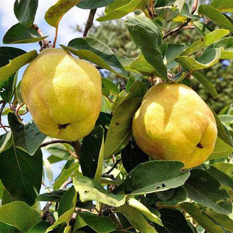 姒桀榅桲树苗闻香果树苗香熏树苗嫁接苗香楂树苗南北方栽植盆栽地栽