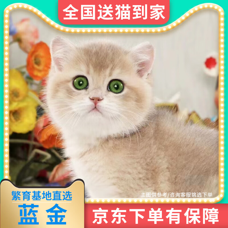 诗桐【纯种】金银渐层长蓝金蓝白英国短毛猫美短加白猫活体幼崽小猫咪