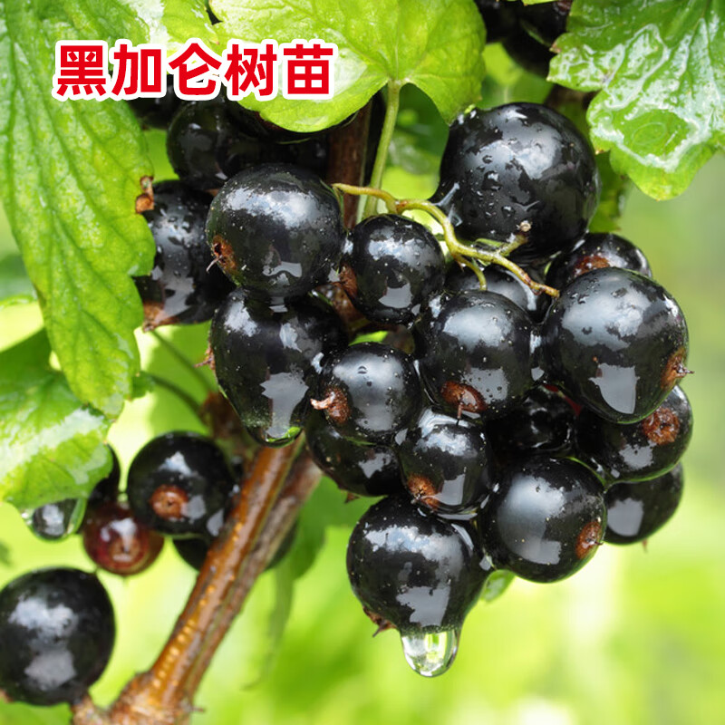 玩冒(wmo)黑加仑树苗果苗阳台盆栽地栽当年结果灯笼果耐寒树苗红加仑