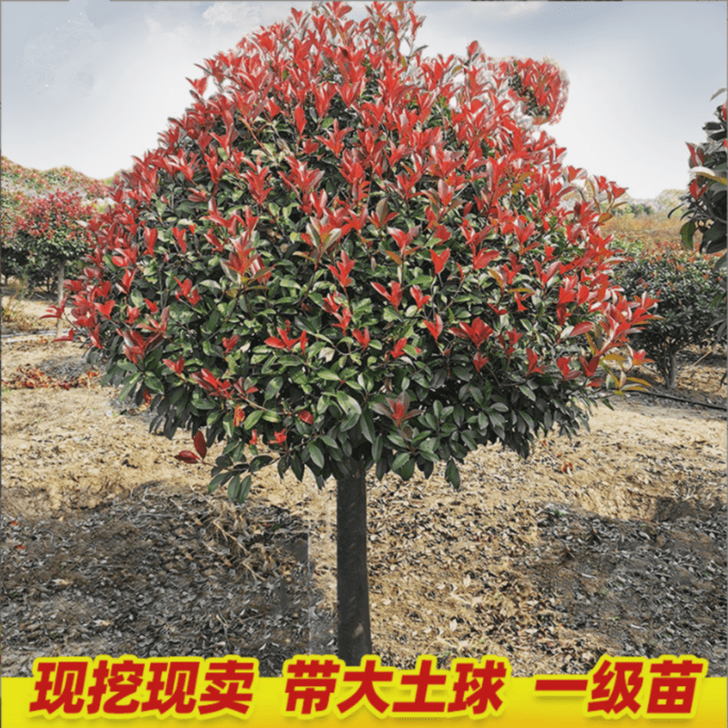 欧博精品苗木红叶石楠球树苗石楠球独杆红叶石楠树苗 10公分粗度 原土