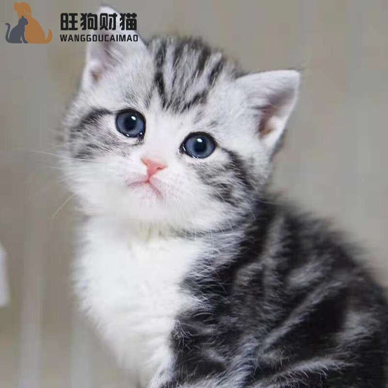30天质保 美国短毛猫活体虎斑猫宠物活体美短幼猫猫咪活体美短标斑美短加白起司宠物级美短加白起司公 Vogyou 30天质保 美国短毛猫活体虎斑猫宠物活体美短幼猫猫咪活体美短标斑美短加白起司宠物级美短加白起司公 Vogyou