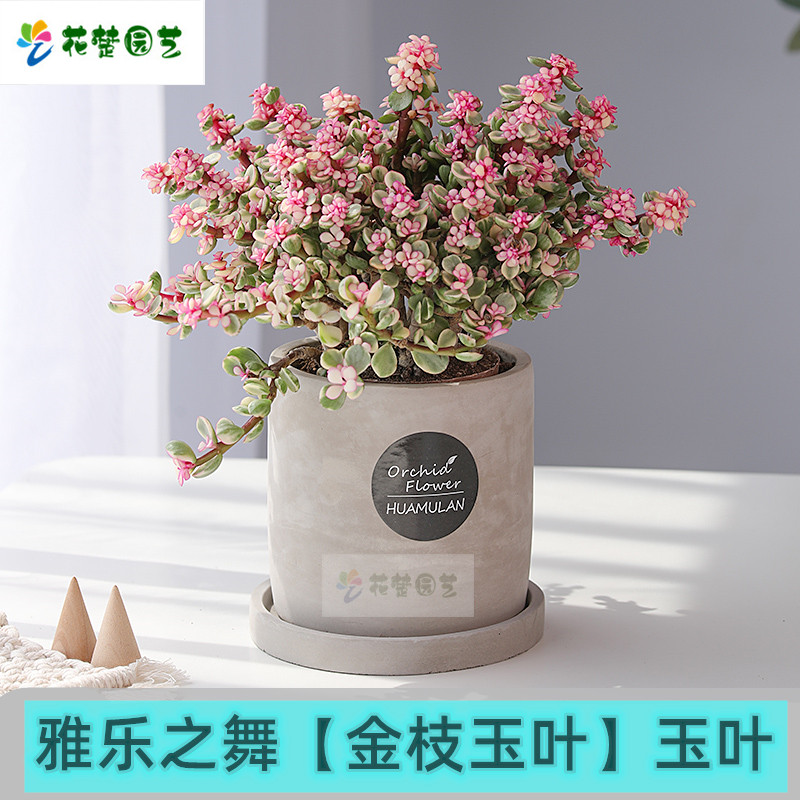 绿植花卉老桩雅乐之舞 金枝玉叶 美观 多肉植物室内盆栽净化空气好养造型稀有品种 雅乐之舞+懒人大圆 含盆