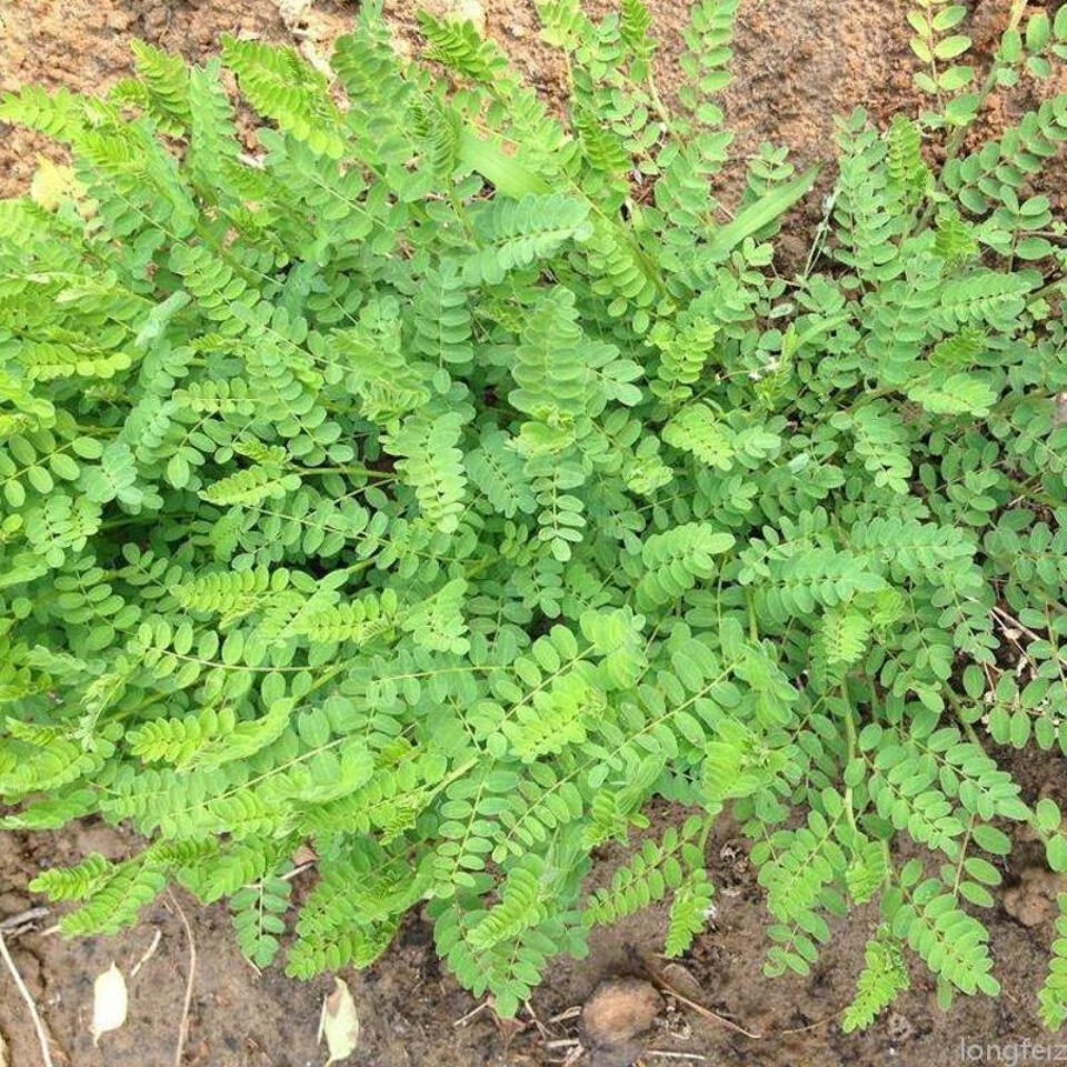 种植苗野生苗种植南北方药食同用药材苗四季易活 现挖野生黄芪三颗