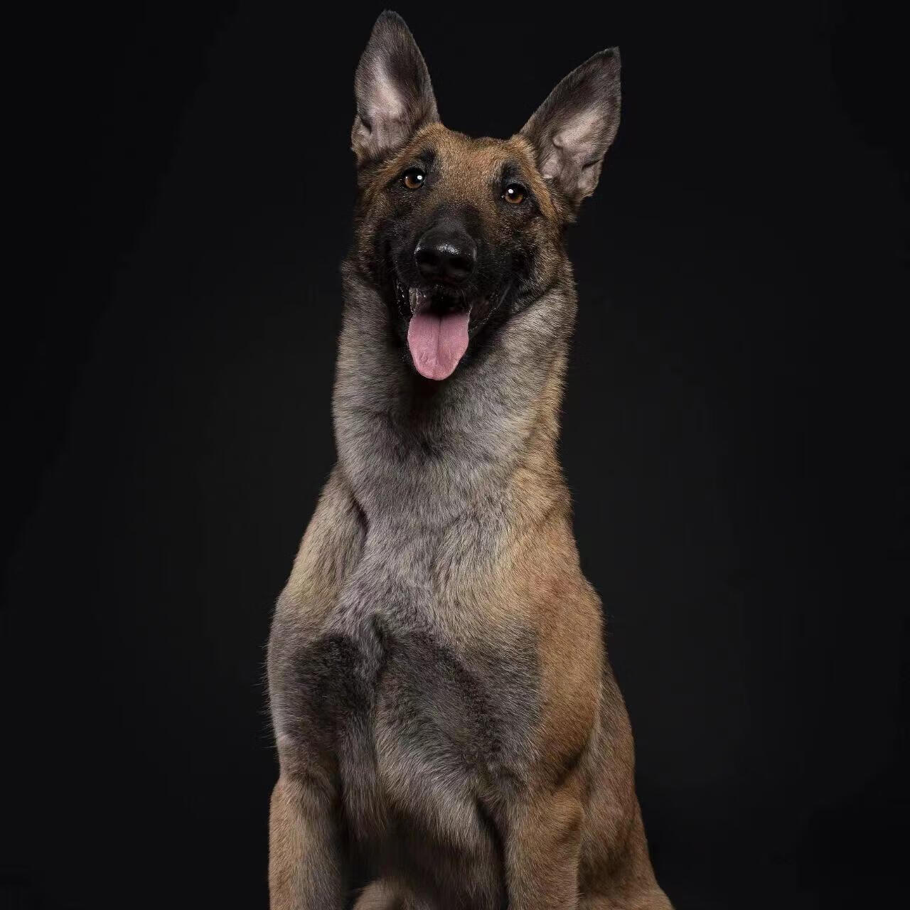 纯种马犬幼犬纯种爆红马犬幼犬活体猎犬猛犬犬比利时马犬警犬宠物狗狗