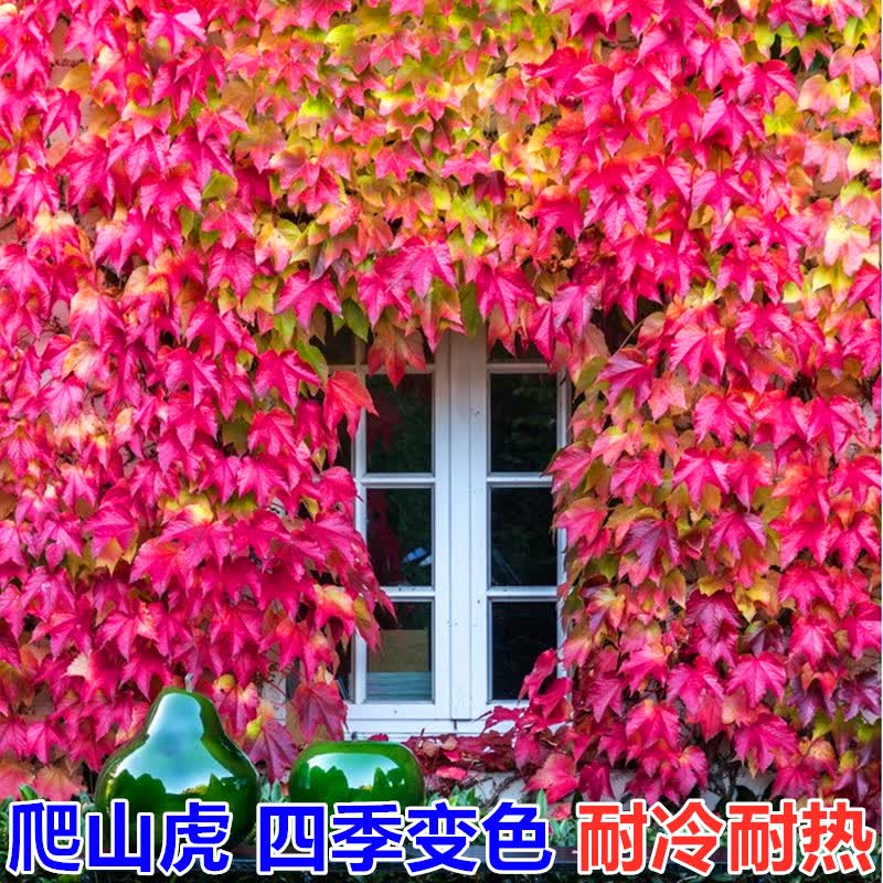晗畅爬山虎爬藤植物四季三叶红色爬山虎苗盆栽室内户外攀援五叶爬墙虎
