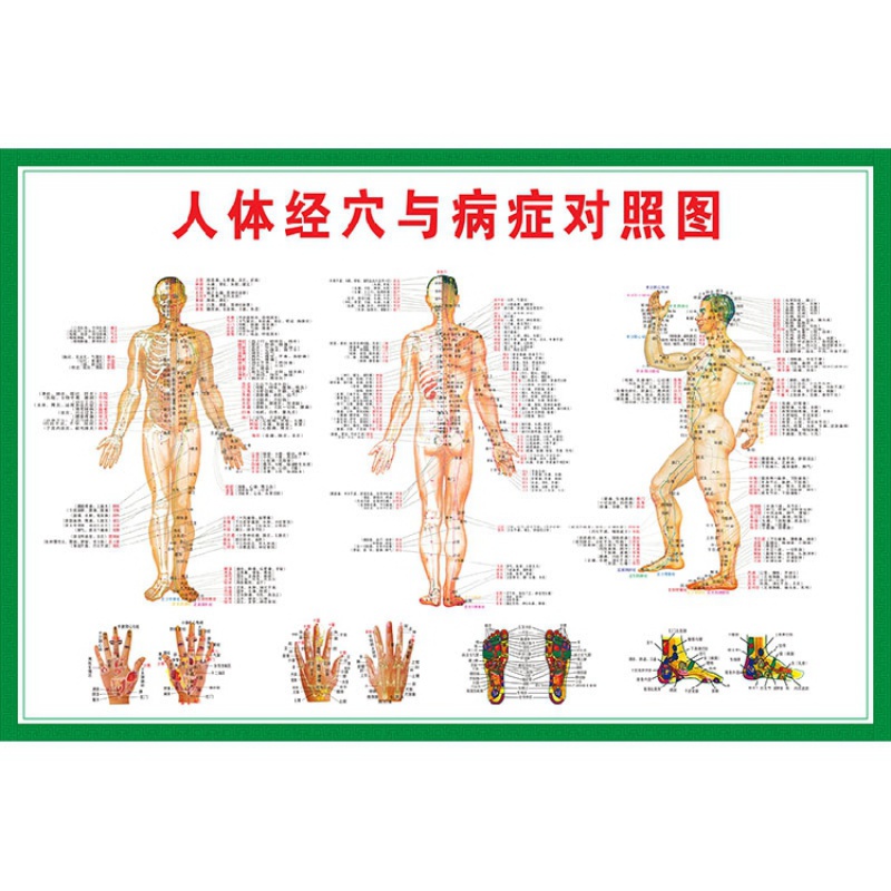 中医养生人体经络穴位图大挂图全身高清穴位艾灸推拿背部针灸海报 004 绿色(人体经穴对照图整体) 80x120(厘米)=48寸  pp胶(撕开可贴)怎么看?