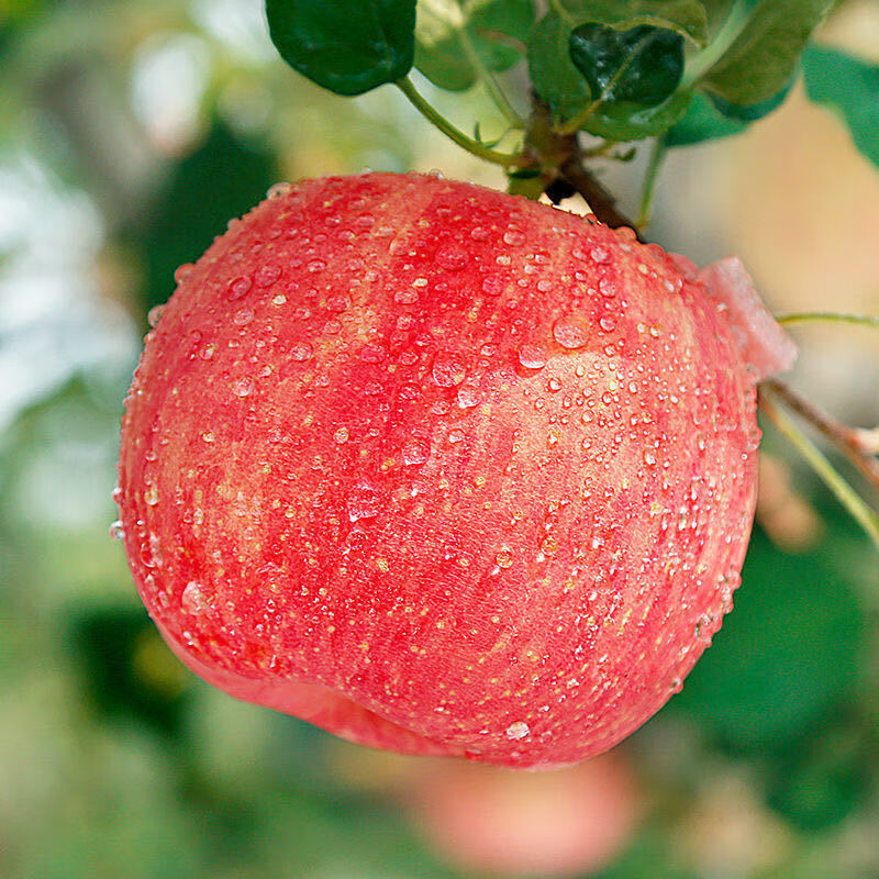 y红富士苹果新鲜水果当季整箱脆甜山西大果多汁果整箱批发平安果 1斤