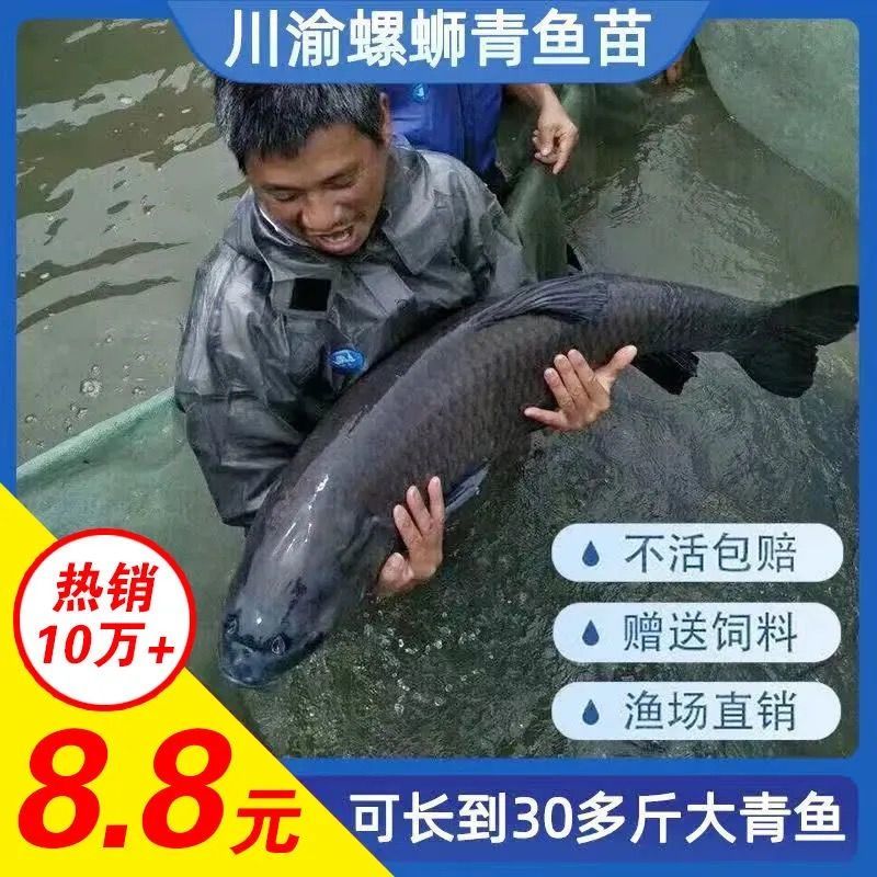 螺丝青鱼鱼苗淡水螺蛳青鱼苗黑皖鱼养殖灰草鱼乌皖鱼乌青大青鱼苗批发 青鱼苗5-7厘米10条送10%防损怎么看?