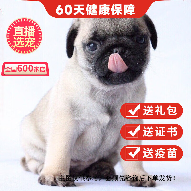 优宠奇派巴哥犬八哥犬幼犬幼崽活体纯种宠物狗狗 宠物级 公