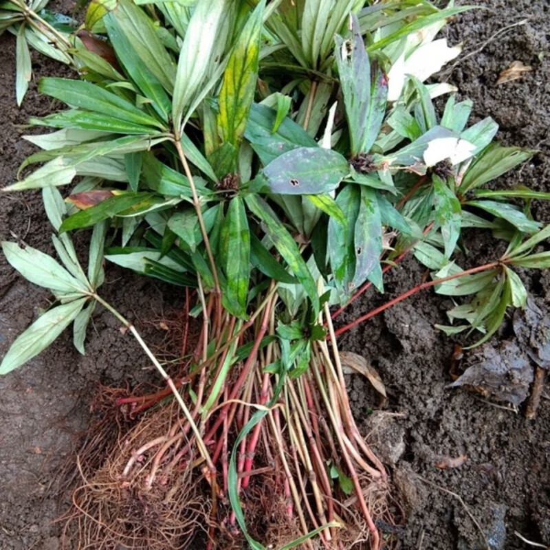 中药材追风伞 贵州省中草药追风散惊风伞 破凉伞公原料 鲜品500g