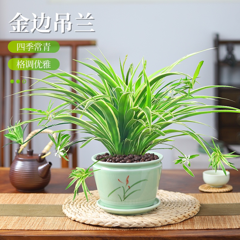 吸除去甲醛桌面绿植水培好养易活花卉 金边吊兰 梅青兰花陶瓷盆 陶粒