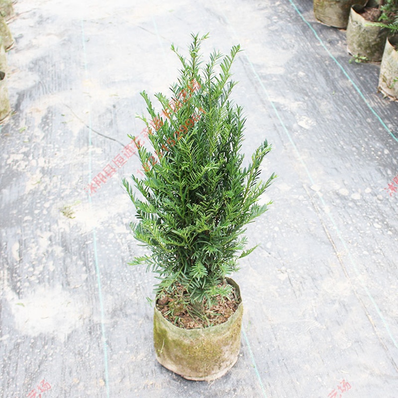 南方红豆杉 盆栽树苗 室内庭院客厅绿植盆栽 高密度盆景苗 5年高密度